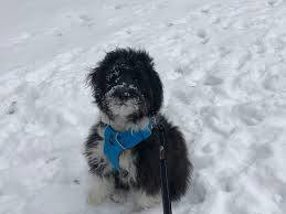 Cold Pup